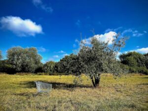 A lonely shopping trolley stands next to a tree in a field. A blue sky is over them both.